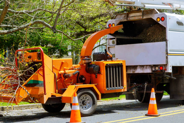 How Our Tree Care Process Works  in  Coupeville, WA